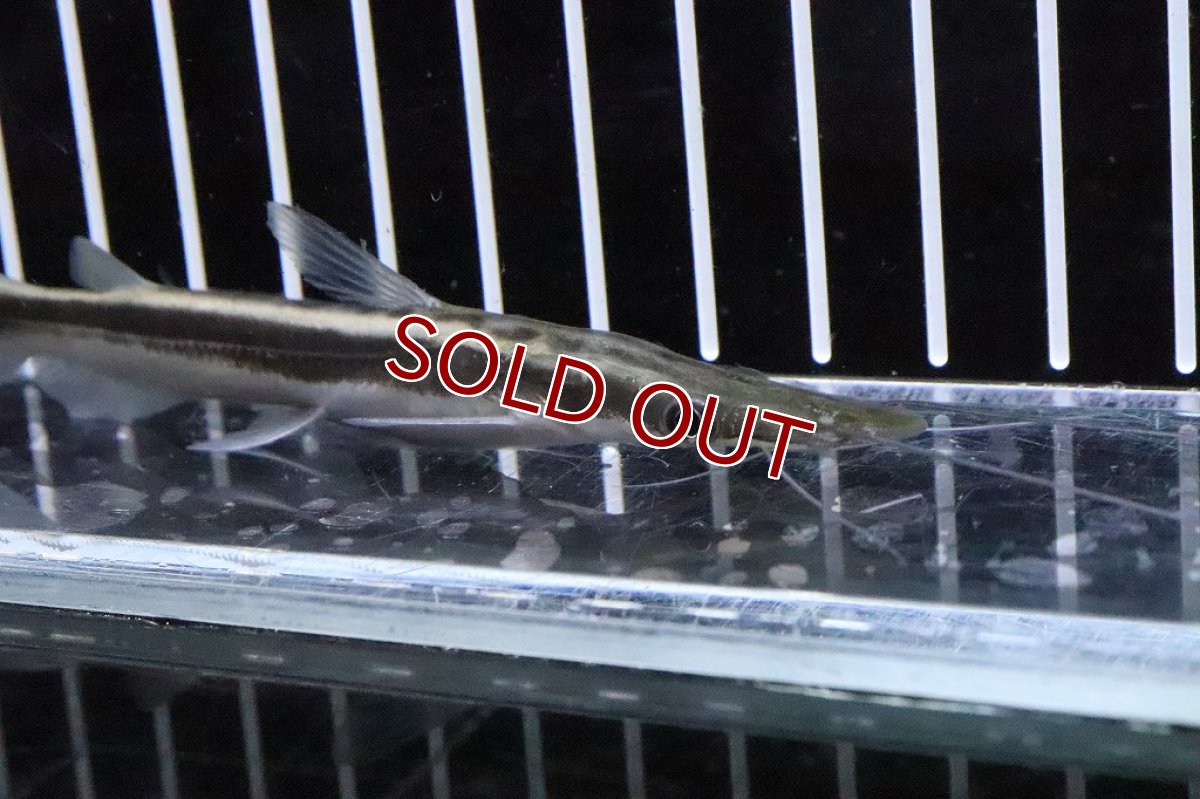 画像3: 【淡水魚】【通販】シャベルノーズキャット【1匹 サンプル画像】(±6-8cm)(大型魚)（生体）（熱帯魚）NKO (3)