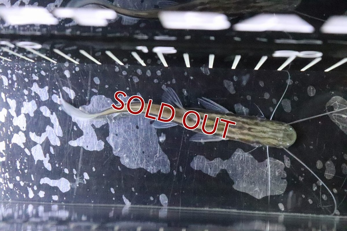 画像4: 【淡水魚】【通販】シャベルノーズキャット【1匹 サンプル画像】(±6-8cm)(大型魚)（生体）（熱帯魚）NKO (4)