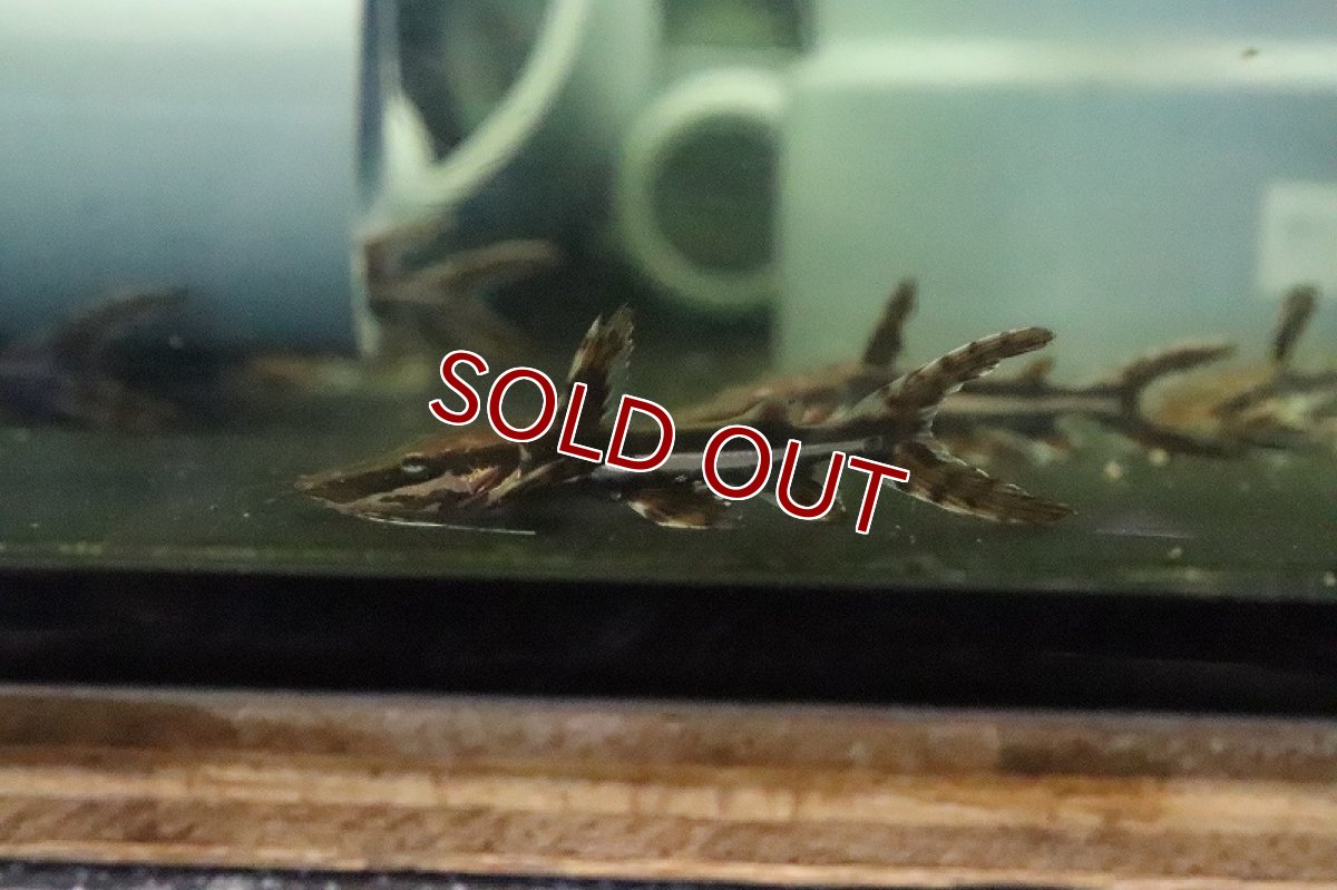 画像2: 【淡水魚】大特価 タイガーシャベルノーズキャット【1匹 サンプル画像販売】(±5-6cm)(大型魚)（生体）（熱帯魚）NKＯ (2)
