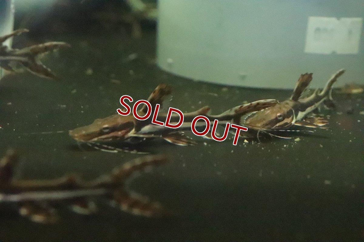 画像3: 【淡水魚】大特価 タイガーシャベルノーズキャット【1匹 サンプル画像販売】(±5-6cm)(大型魚)（生体）（熱帯魚）NKＯ (3)