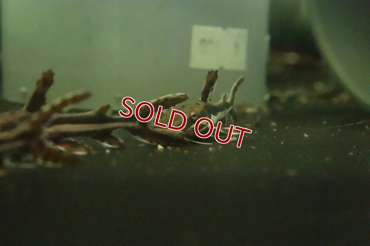 画像4: 【淡水魚】大特価 タイガーシャベルノーズキャット【1匹 サンプル画像販売】(±5-6cm)(大型魚)（生体）（熱帯魚）NKＯ (4)
