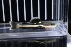 画像1: 【淡水魚】【通販】激レア レッドテールキャット ペルー産 ワイルド【1匹 サンプル画像販売】(大型魚)(生体)(淡水)NKO (1)