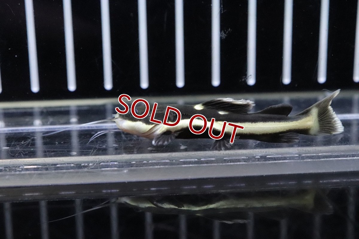 画像2: 【淡水魚】激レア レッドテールキャット ペルー産 ワイルド【1匹 サンプル画像販売】(大型魚)(生体)(淡水)NKO (2)