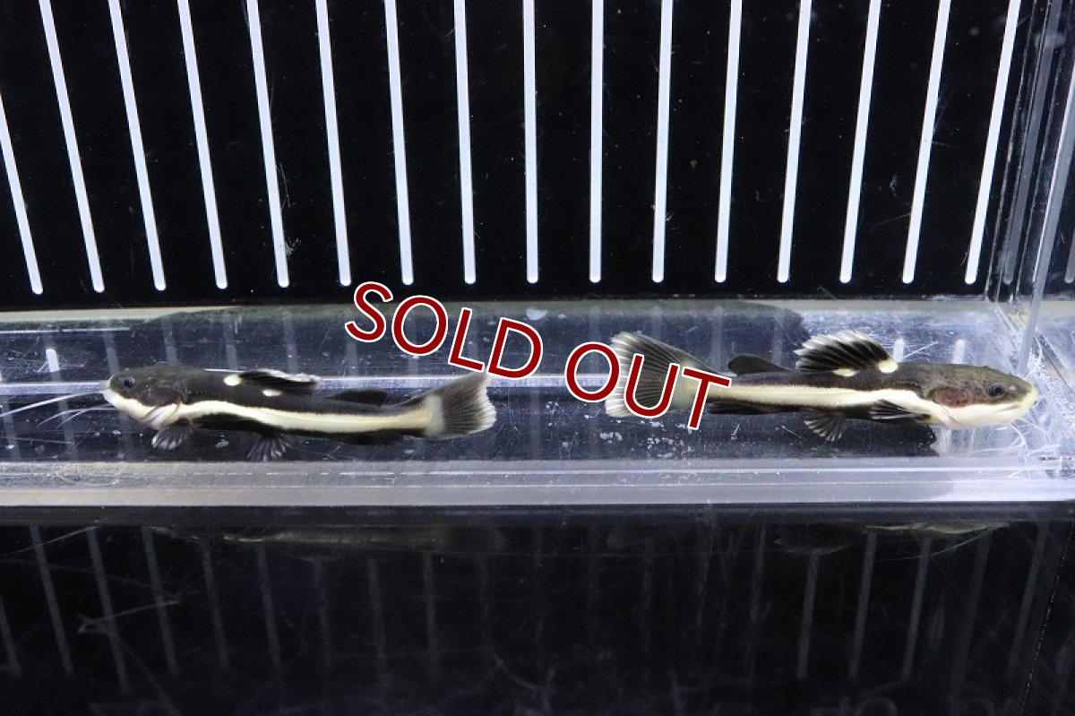 画像3: 【淡水魚】激レア レッドテールキャット ペルー産 ワイルド【1匹 サンプル画像販売】(大型魚)(生体)(淡水)NKO (3)