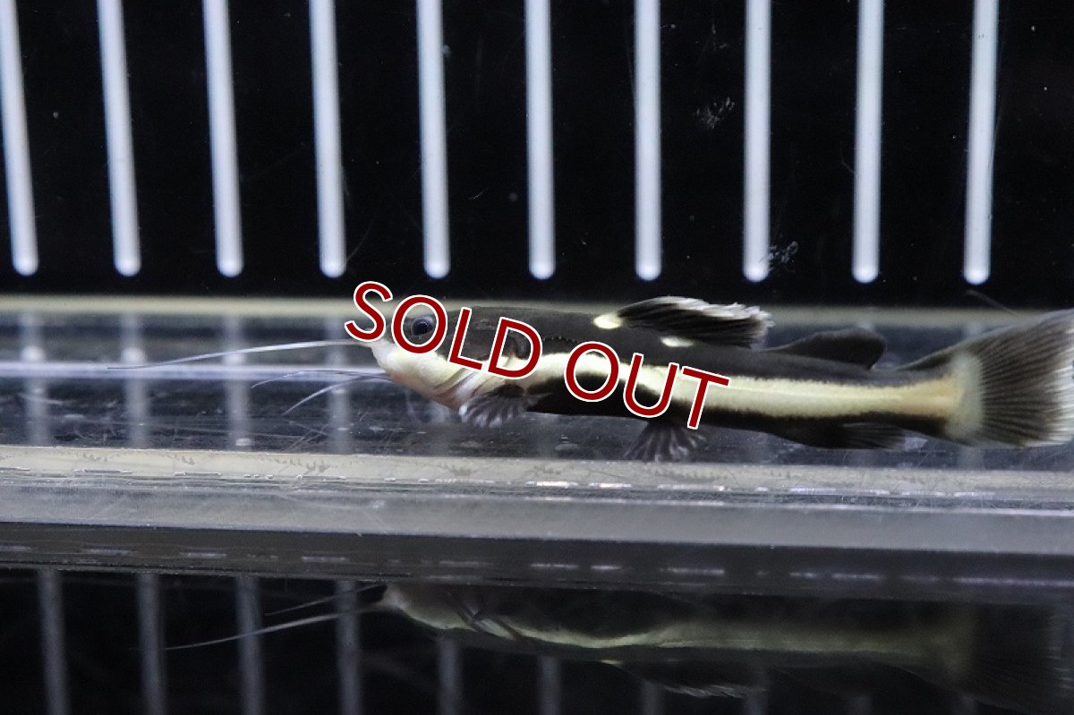 画像4: 【淡水魚】激レア レッドテールキャット ペルー産 ワイルド【1匹 サンプル画像販売】(大型魚)(生体)(淡水)NKO (4)