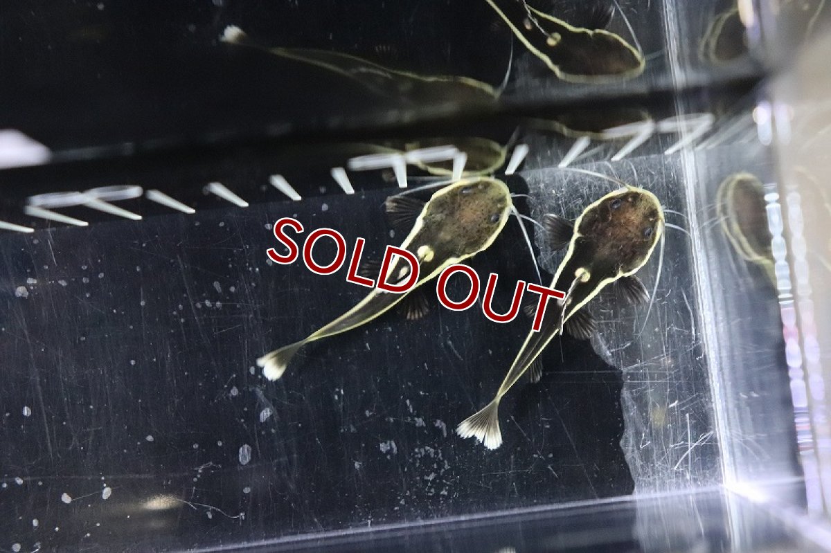 画像5: 【淡水魚】激レア レッドテールキャット ペルー産 ワイルド【1匹 サンプル画像販売】(大型魚)(生体)(淡水)NKO (5)