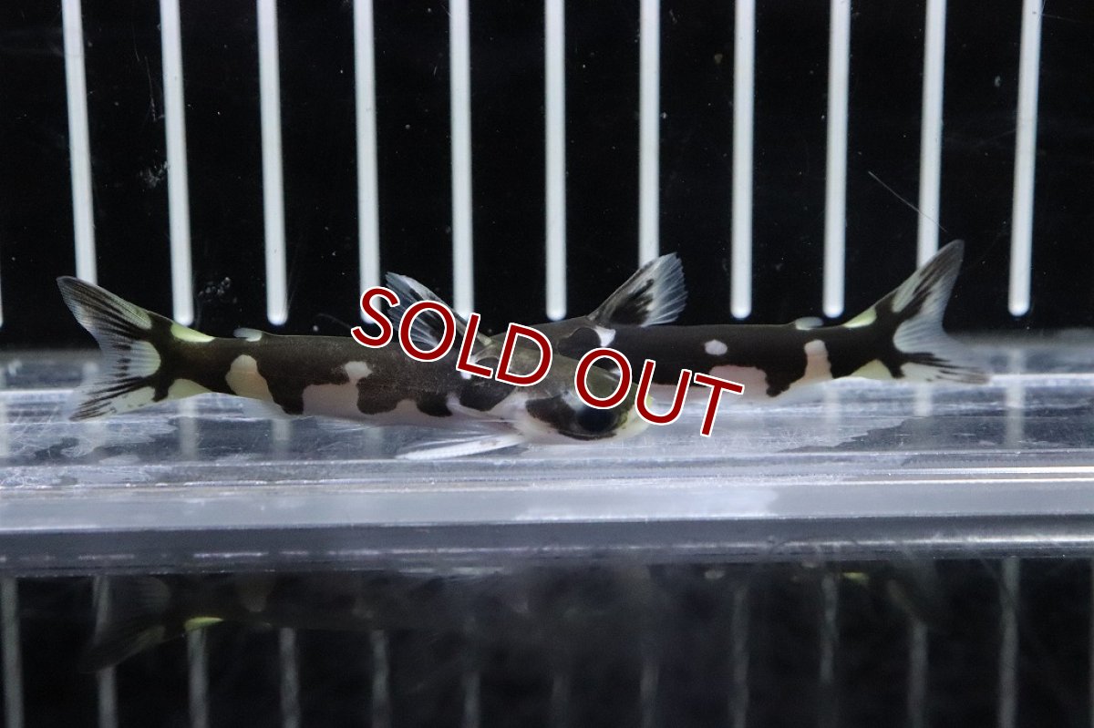 画像2: 【淡水魚】大特価 ホルスタインタティア ヤムンダ産 ワイルド【１匹サンプル画像】(±5cm)(ナマズ)(生体)(淡水)NK (2)