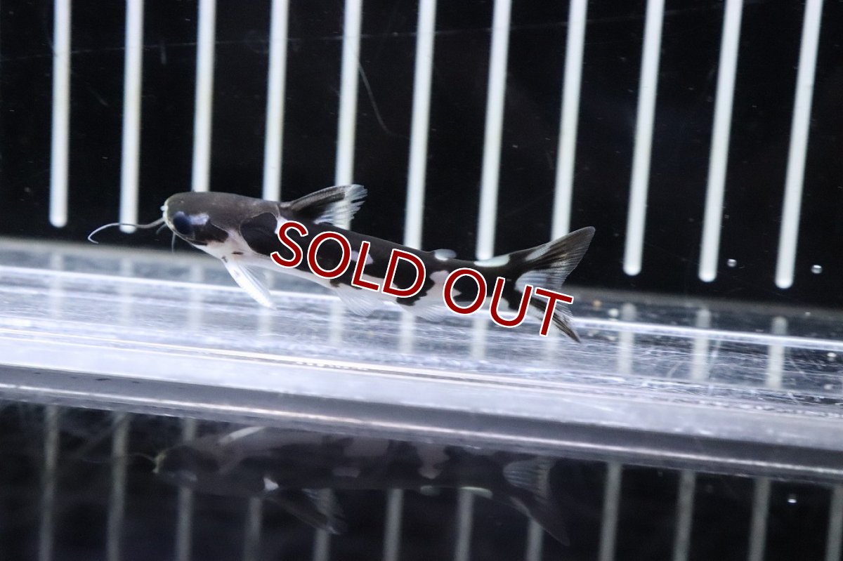 画像3: 【淡水魚】大特価 ホルスタインタティア ヤムンダ産 ワイルド【１匹サンプル画像】(±5cm)(ナマズ)(生体)(淡水)NK (3)