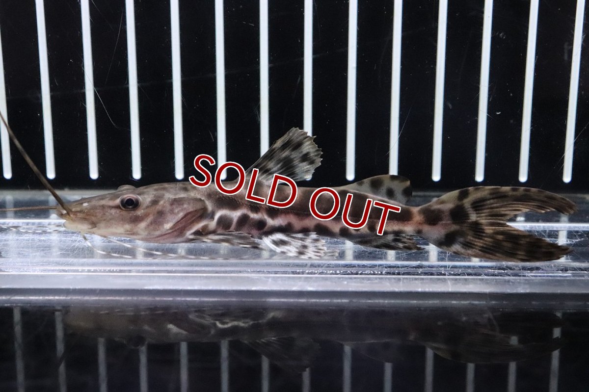 画像2: 【淡水魚】珍種 ハイブリッド セルフィンキャット×タイガーシャベルノーズキャット【１匹サンプル画像】(±10cm)(生体)(淡水)NKO (2)