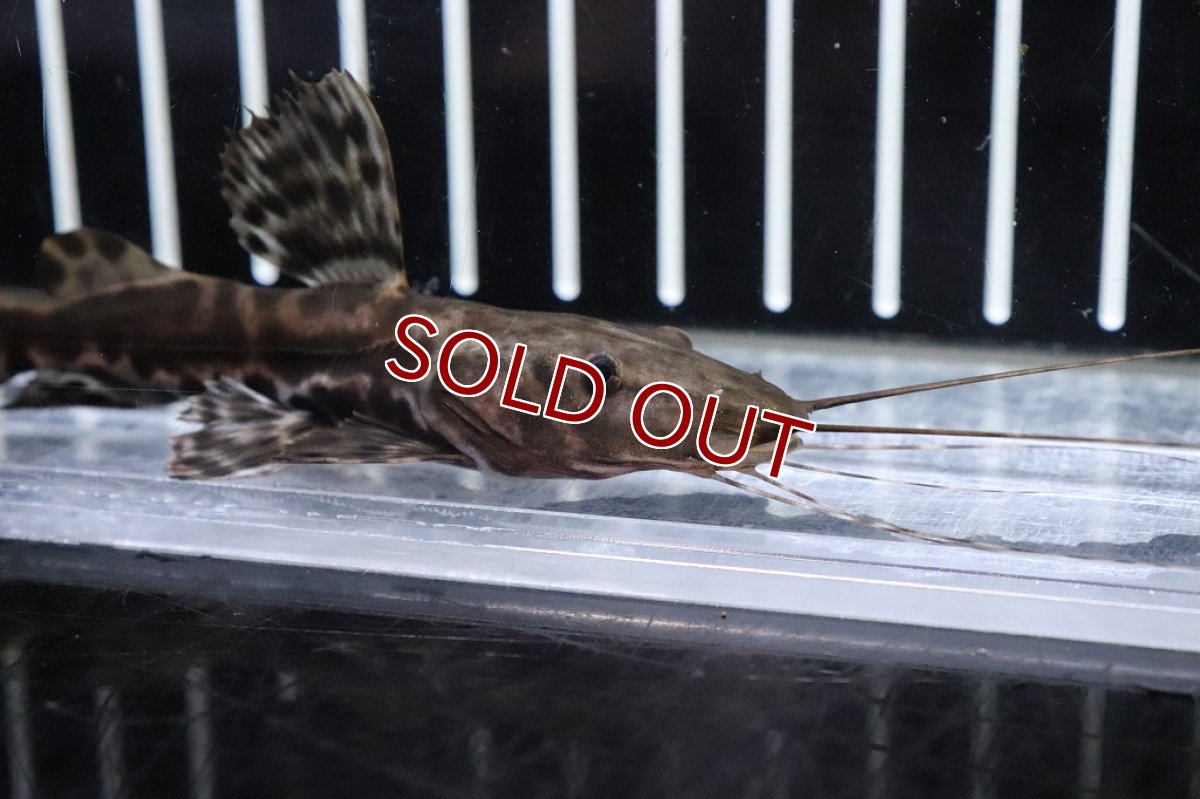 画像3: 【淡水魚】珍種 ハイブリッド セルフィンキャット×タイガーシャベルノーズキャット【１匹サンプル画像】(±10cm)(生体)(淡水)NKO (3)