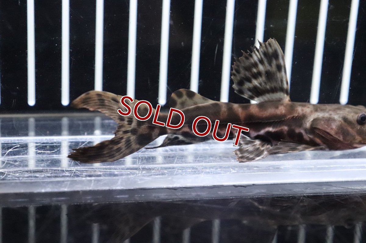 画像4: 【淡水魚】珍種 ハイブリッド セルフィンキャット×タイガーシャベルノーズキャット【１匹サンプル画像】(±10cm)(生体)(淡水)NKO (4)