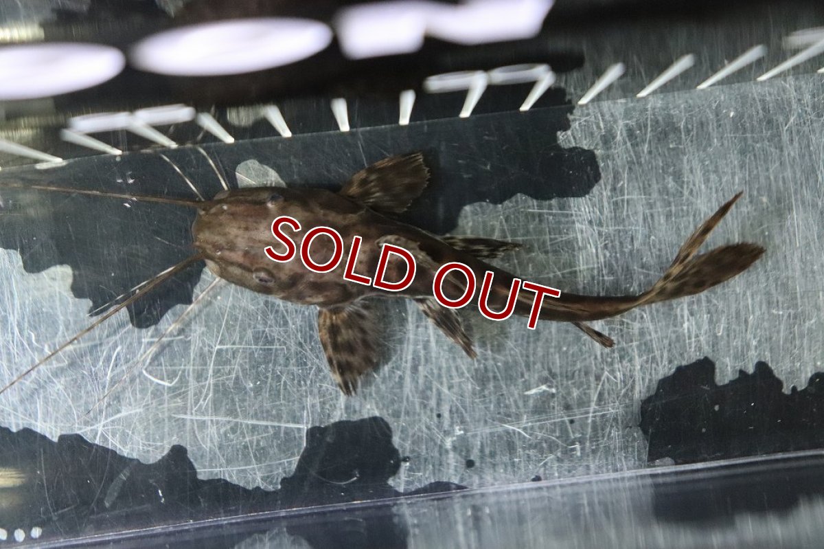 画像5: 【淡水魚】珍種 ハイブリッド セルフィンキャット×タイガーシャベルノーズキャット【１匹サンプル画像】(±10cm)(生体)(淡水)NKO (5)