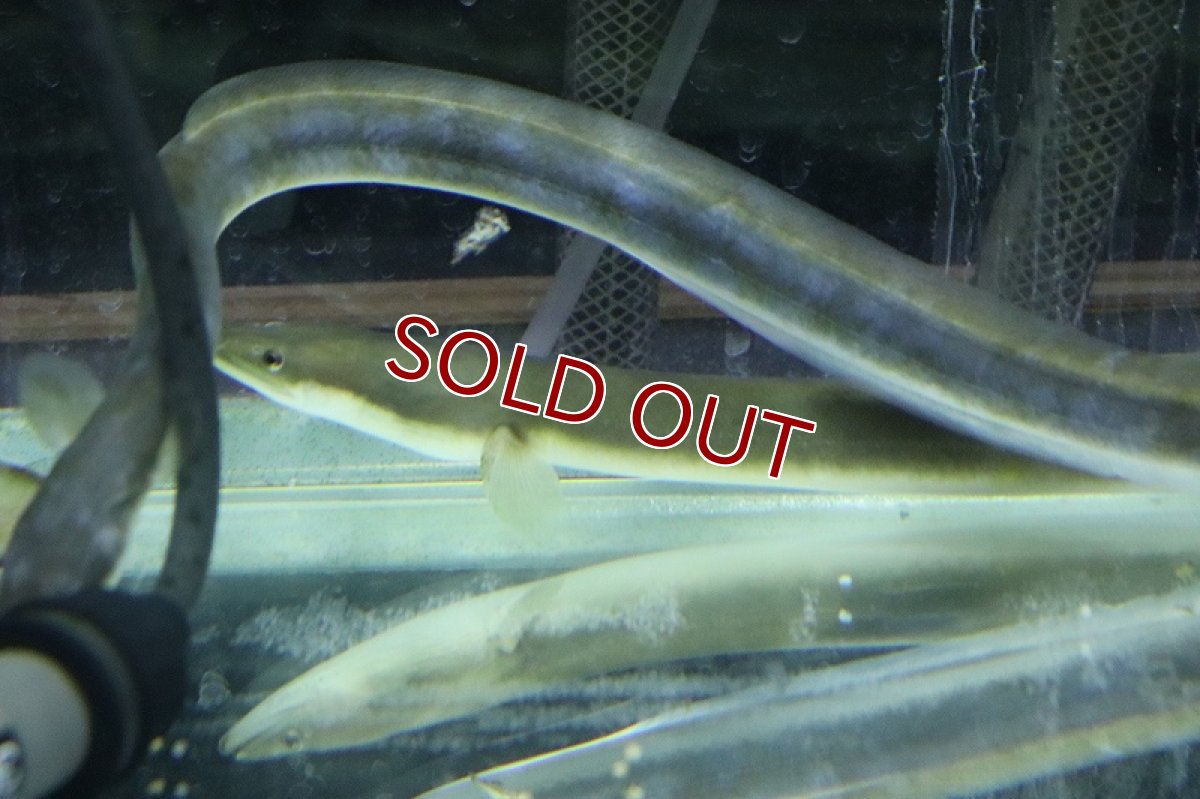 画像2: 【淡水魚】超大特価 変わり種 天然ウナギ【１匹 サンプル画像】(±40ｃｍ)(ウナギ)(生体)(淡水)ＮＫＯ (2)