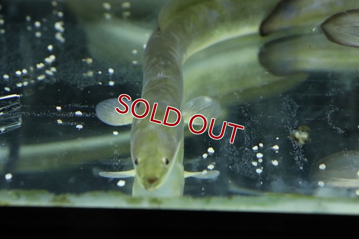 画像3: 【淡水魚】超大特価 変わり種 天然ウナギ【１匹 サンプル画像】(±40ｃｍ)(ウナギ)(生体)(淡水)ＮＫＯ (3)