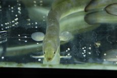 画像3: 【淡水魚】【通販】超大特価 変わり種 天然ウナギ【１匹 サンプル画像】(±40ｃｍ)(ウナギ)(生体)(淡水)ＮＫＯ (3)