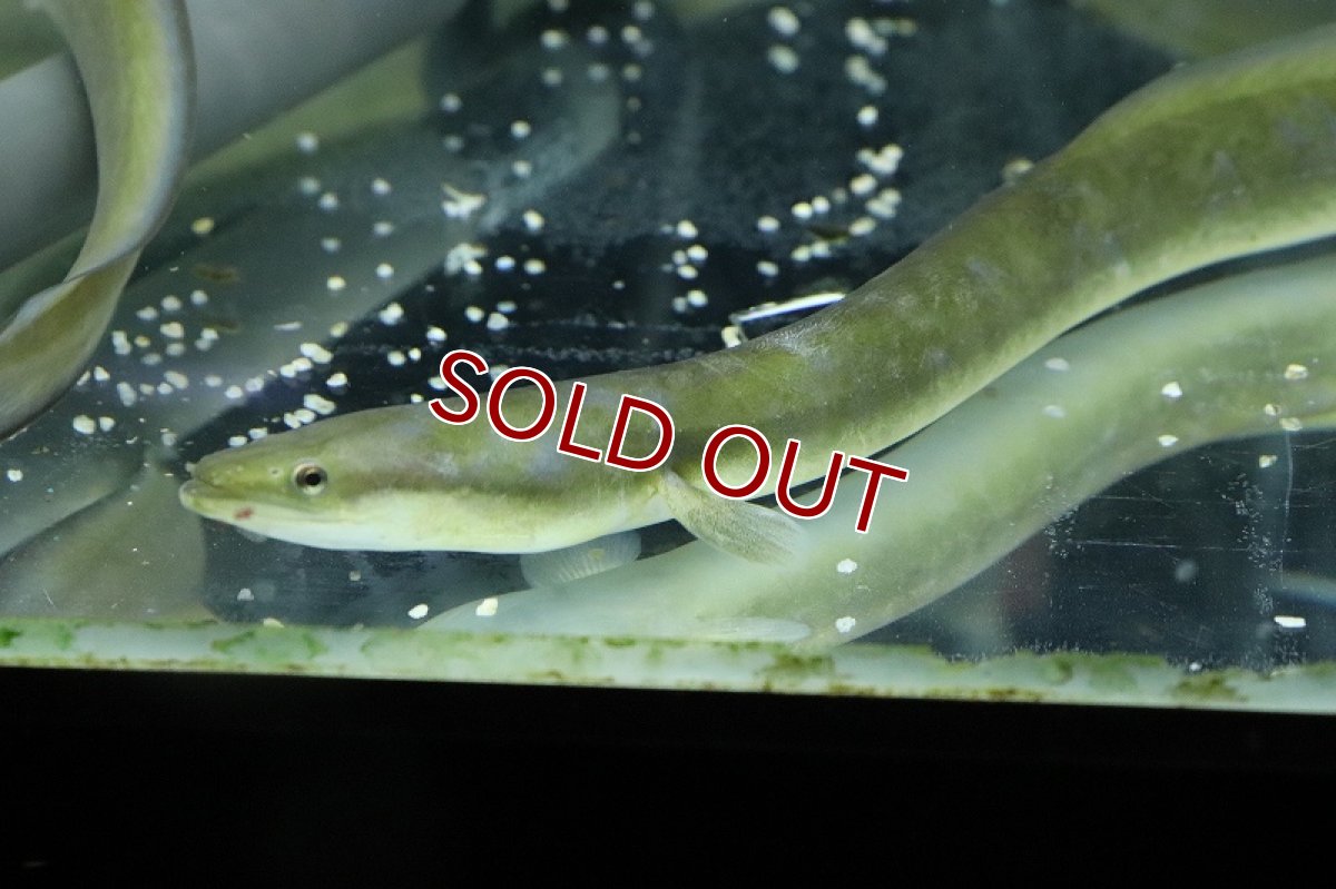 画像4: 【淡水魚】超大特価 変わり種 天然ウナギ【１匹 サンプル画像】(±40ｃｍ)(ウナギ)(生体)(淡水)ＮＫＯ (4)