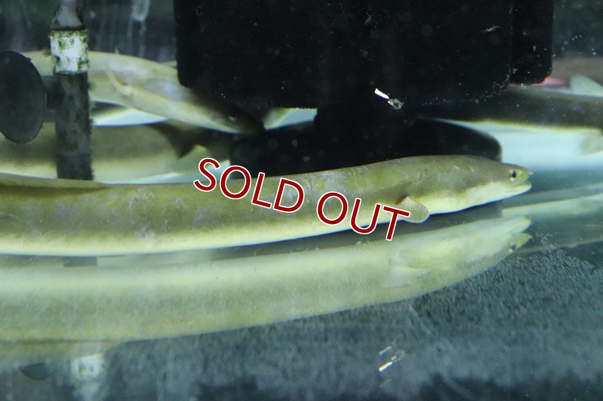 画像5: 【淡水魚】超大特価 変わり種 天然ウナギ【１匹 サンプル画像】(±40ｃｍ)(ウナギ)(生体)(淡水)ＮＫＯ (5)