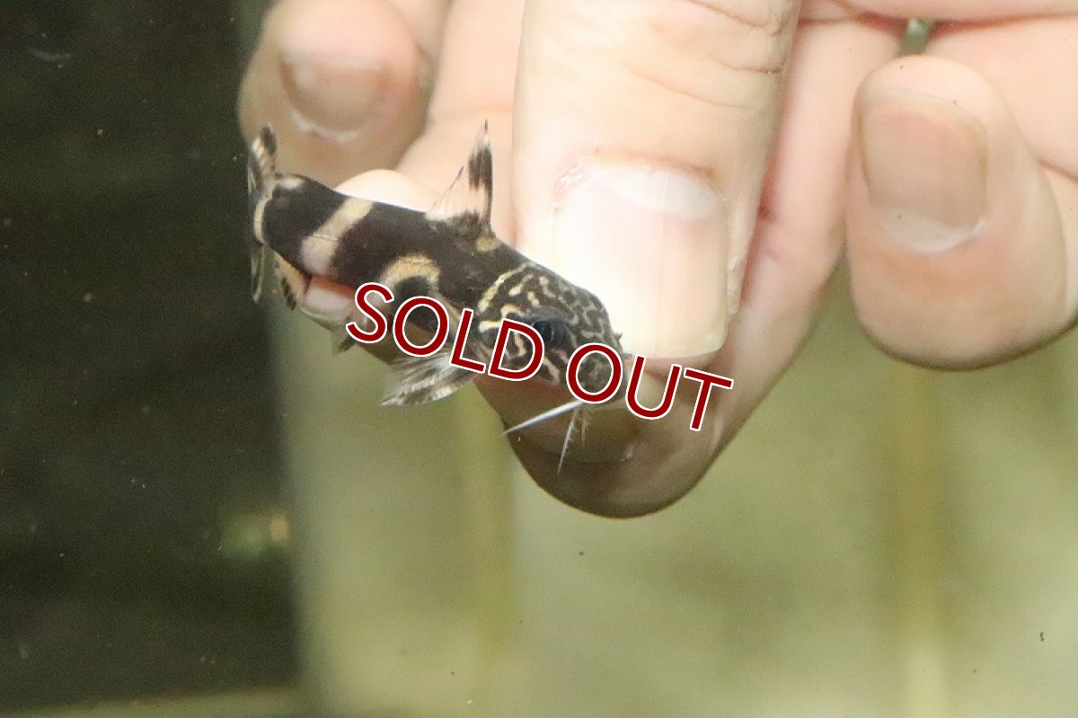 画像2: 【淡水魚】シノドンティス オルナティピンニスsp【１匹 サンプル画像】(±4-5ｃｍ)(大型魚)(生体)(淡水)ＮＫＯ (2)