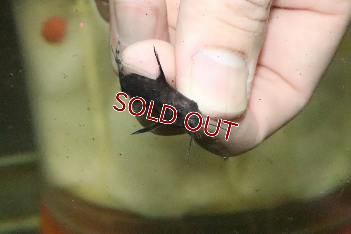 画像2: 【淡水魚】ハイブリッド シノドンティス メンブラ×ペトリコーラ【１匹 サンプル画像】(±3-4ｃｍ)(大型魚)(生体)(淡水)ＮＫＯ (2)