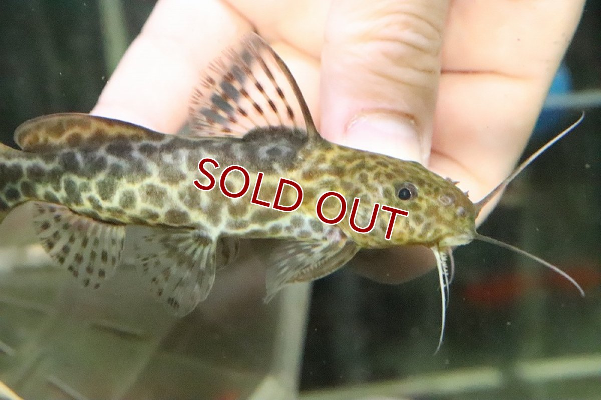 画像2: 【淡水魚】シノドンティス カウダリス ワイルド【１匹 サンプル画像】(±10cm)(大型魚)(生体)(淡水)ＮＫＯ (2)