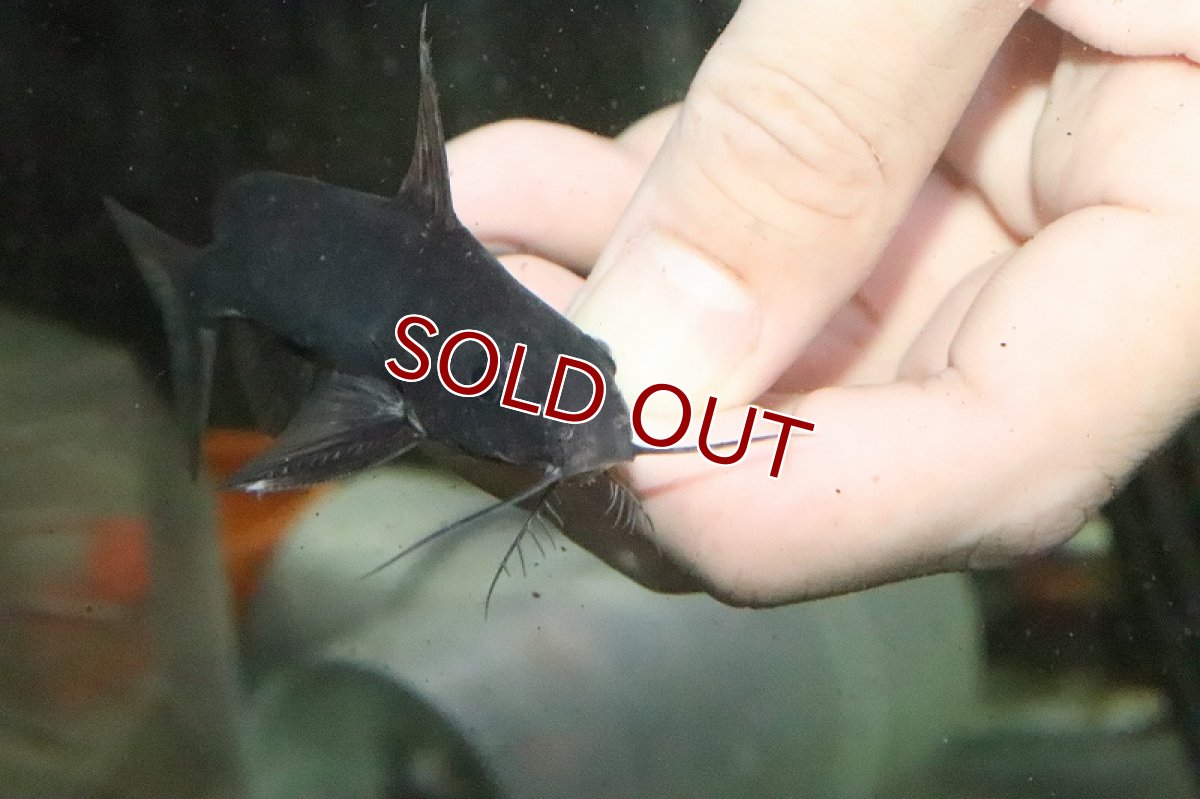 画像2: 【淡水魚】シノドンティス サーペンティス ケニア産 ワイルド【１匹 サンプル画像】(±8-9ｃｍ)(大型魚)(生体)(淡水)ＮＫＯ (2)