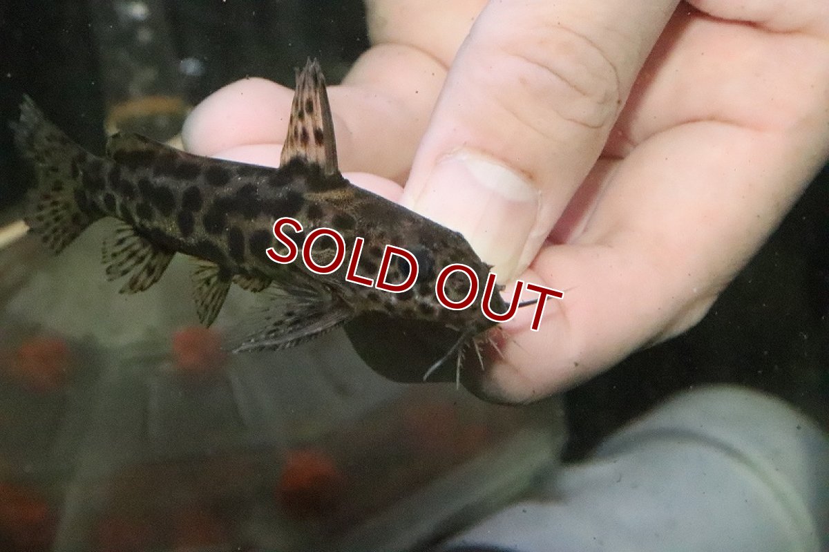 画像2: 【淡水魚】シノドンティス ウォーターロティ ワイルド【１匹 サンプル画像】(±5ｃｍ)(大型魚)(生体)(淡水)ＮＫＯ (2)