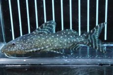 画像1: 【淡水魚】【通販】超大特価 シノドンティス アンジェリカス ワイルド【１匹 サンプル画像】(±11cm)(大型魚)(生体)(淡水)ＮＫＯ (1)