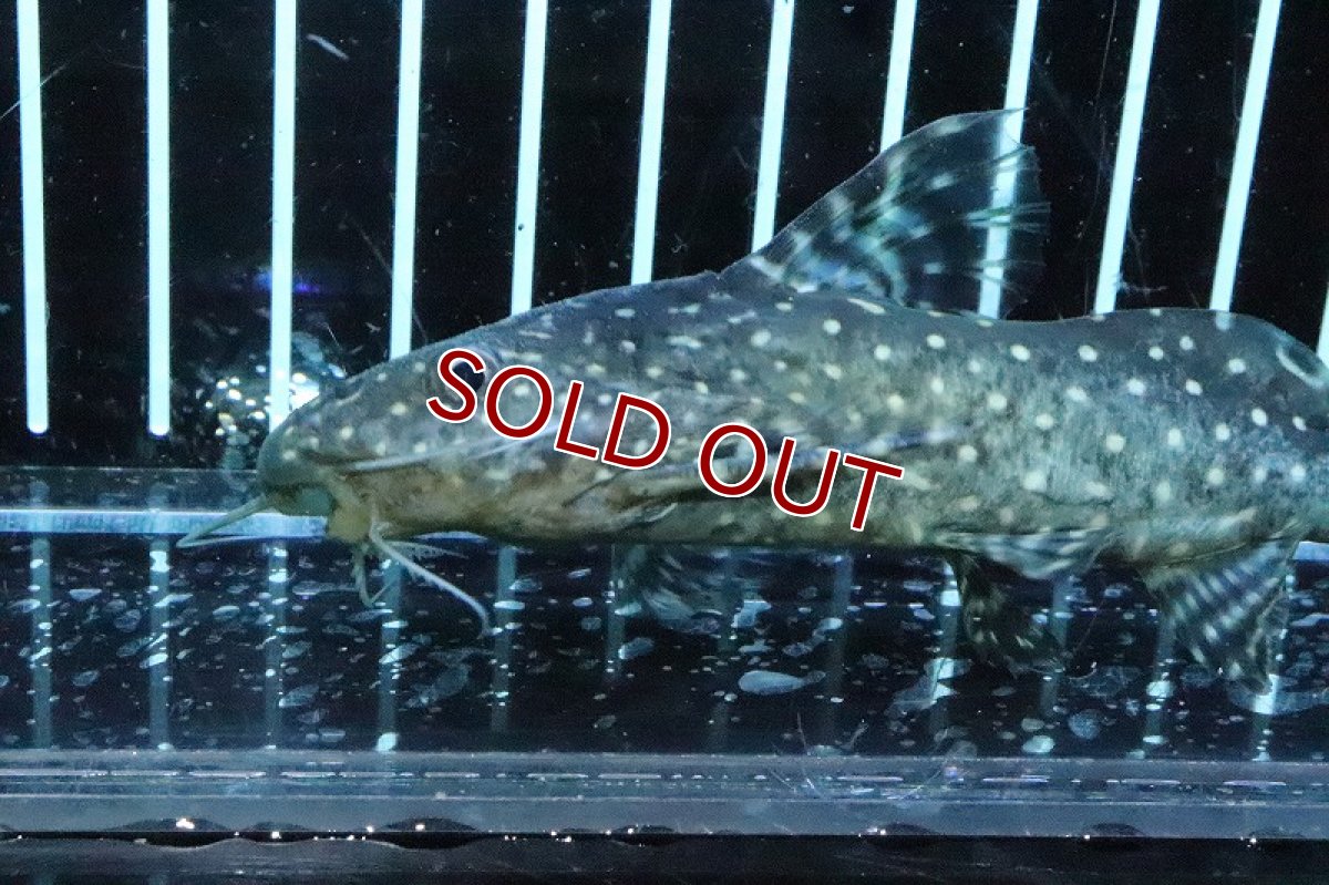 画像2: 【淡水魚】超大特価 シノドンティス アンジェリカス ワイルド【１匹 サンプル画像】(±11cm)(大型魚)(生体)(淡水)ＮＫＯ (2)