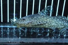 画像2: 【淡水魚】【通販】超大特価 シノドンティス アンジェリカス ワイルド【１匹 サンプル画像】(±11cm)(大型魚)(生体)(淡水)ＮＫＯ (2)