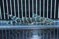 画像1: 【淡水魚】超大特価 シノドンティス ブリチャージ ワイルド【１匹 サンプル画像】(±8-11cm)(大型魚)(生体)(淡水)ＮＫＯ (1)