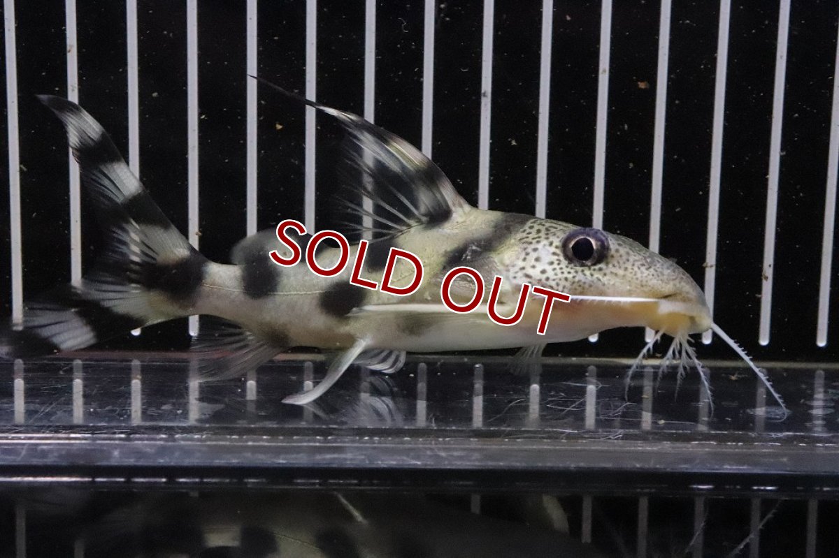 画像2: 【淡水魚】シノドンティス デコルス ワイルド【１匹 サンプル画像】(±12cm)(大型魚)（生体）（熱帯魚）NKO (2)