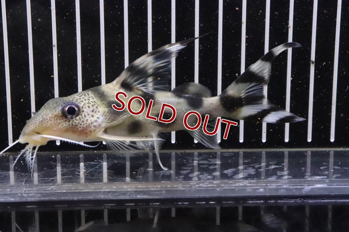 画像3: 【淡水魚】シノドンティス デコルス ワイルド【１匹 サンプル画像】(±12cm)(大型魚)（生体）（熱帯魚）NKO (3)