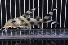 画像3: 【淡水魚】【通販】シノドンティス デコルス ワイルド【１匹 サンプル画像】(±12cm)(大型魚)（生体）（熱帯魚）NKO (3)