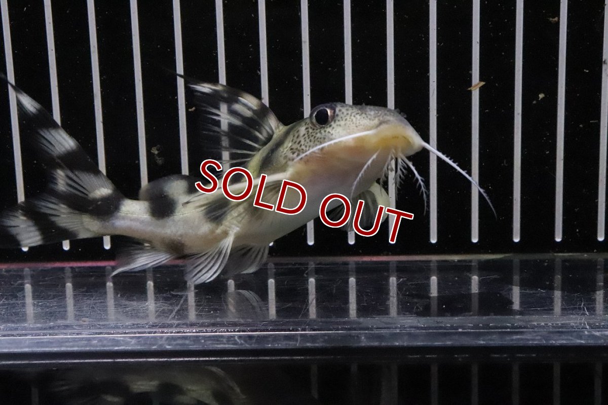 画像4: 【淡水魚】シノドンティス デコルス ワイルド【１匹 サンプル画像】(±12cm)(大型魚)（生体）（熱帯魚）NKO (4)