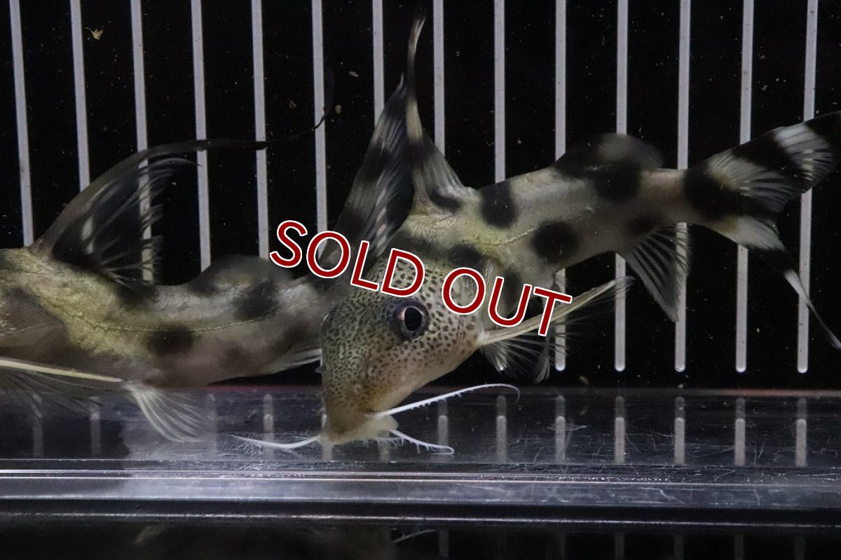 画像5: 【淡水魚】シノドンティス デコルス ワイルド【１匹 サンプル画像】(±12cm)(大型魚)（生体）（熱帯魚）NKO (5)