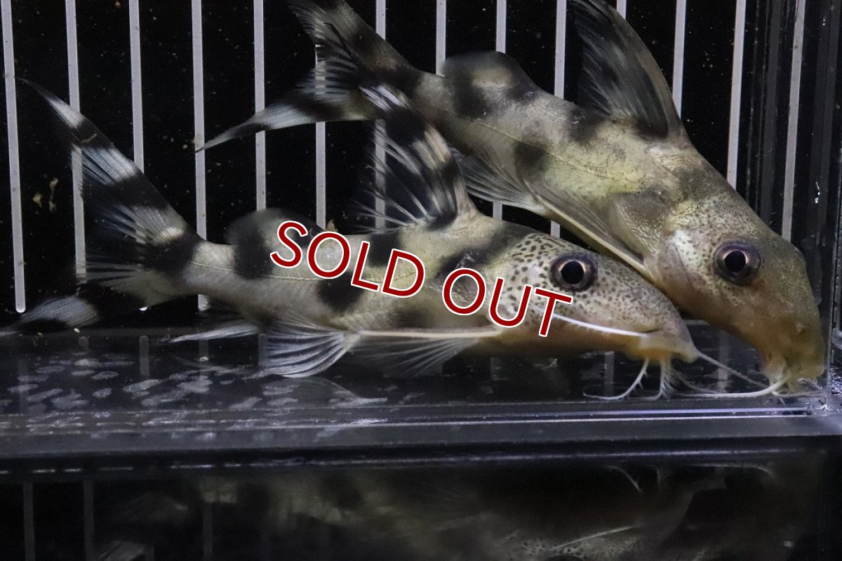 画像6: 【淡水魚】シノドンティス デコルス ワイルド【１匹 サンプル画像】(±12cm)(大型魚)（生体）（熱帯魚）NKO (6)