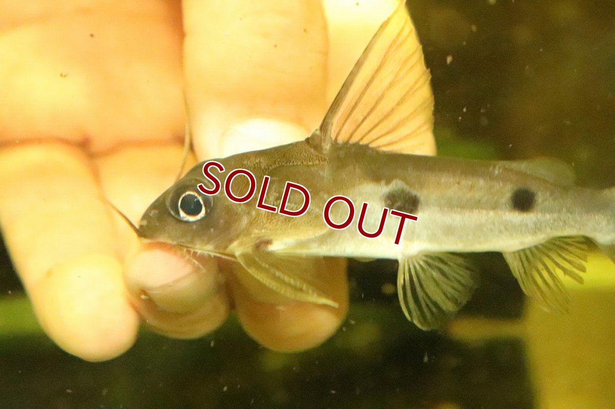 画像2: 【淡水魚】シノドンティス ノッタータス コンゴ産 ワイルド【1匹 サンプル画像】(±7-8ｃｍ)(大型魚)（生体）(熱帯魚)ＮＫＯ (2)