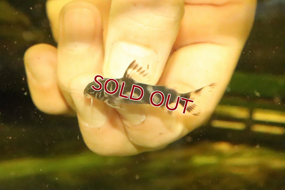 画像1: 【淡水魚】ハイブリッド シノドンティス アンジェリカス×デコルス【1匹 サンプル画像】(±4cm)(大型魚)（生体）(熱帯魚)ＮＫＯ (1)