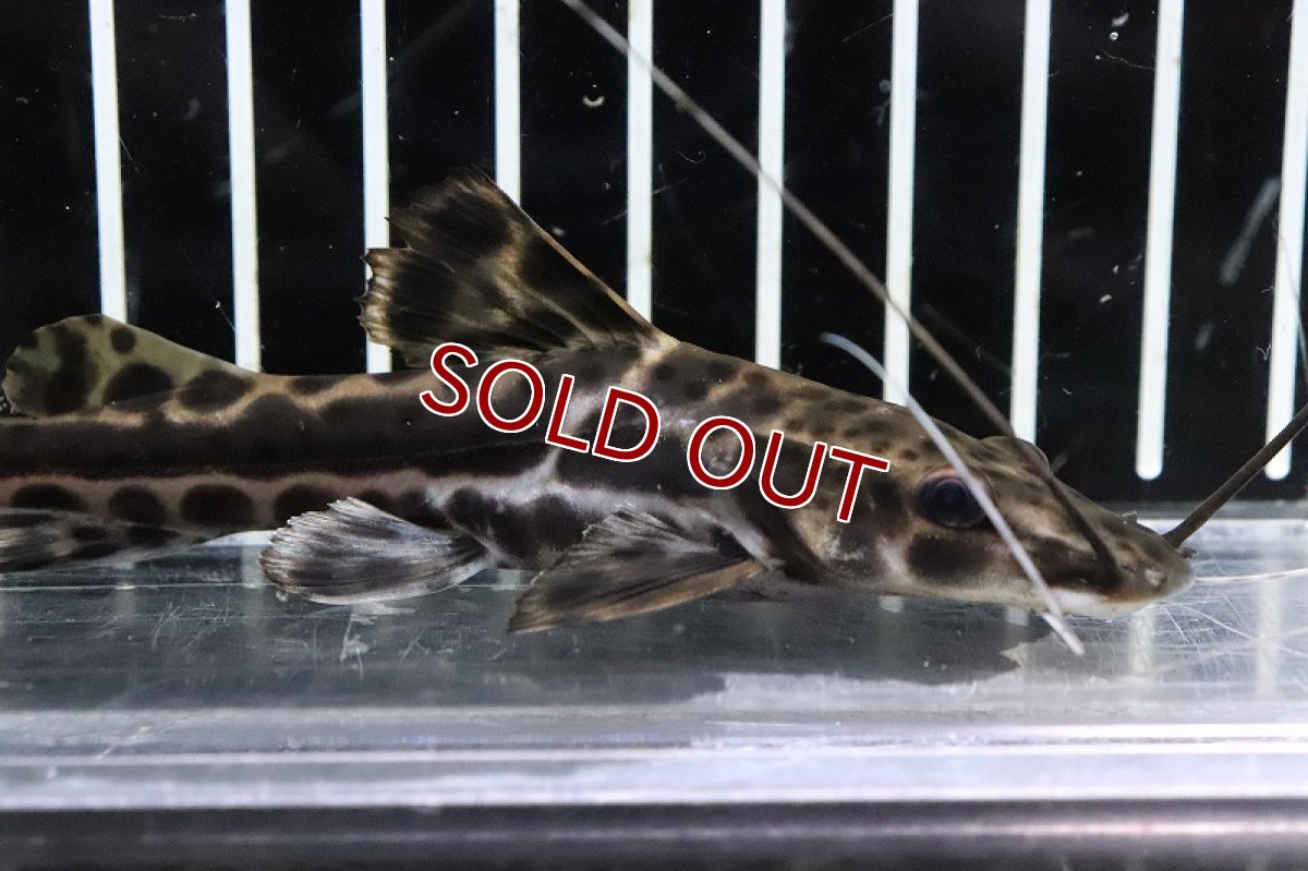 画像2: 【淡水魚】激レア ハイブリッド ピンタード？×イエローバンドセルフィン？【１匹 サンプル画像】(±10-11cm)(生体)(熱帯魚)NKO (2)