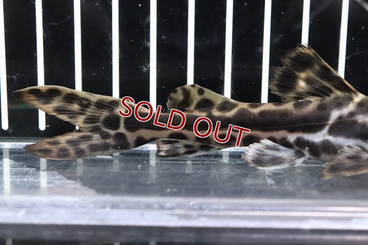 画像3: 【淡水魚】激レア ハイブリッド ピンタード？×イエローバンドセルフィン？【１匹 サンプル画像】(±10-11cm)(生体)(熱帯魚)NKO (3)