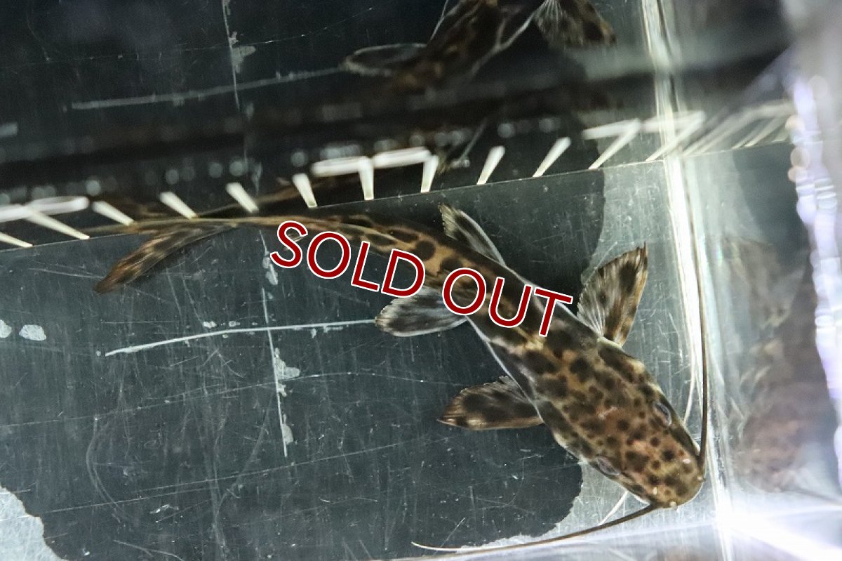 画像4: 【淡水魚】激レア ハイブリッド ピンタード？×イエローバンドセルフィン？【１匹 サンプル画像】(±10-11cm)(生体)(熱帯魚)NKO (4)