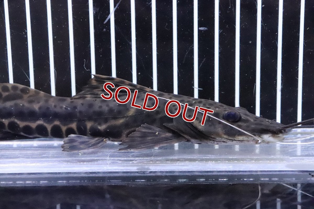 画像2: 【淡水魚】激レア ハイブリッド ピンタード×イエローバンドセルフィンsp【1匹 サンプル画像】(±18-20cm)(生体)(熱帯魚)NKO (2)