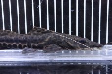 画像2: 【淡水魚】【通販】激レア ハイブリッド ピンタード×イエローバンドセルフィンsp【1匹 サンプル画像】(±18-20cm)(生体)(熱帯魚)NKO (2)