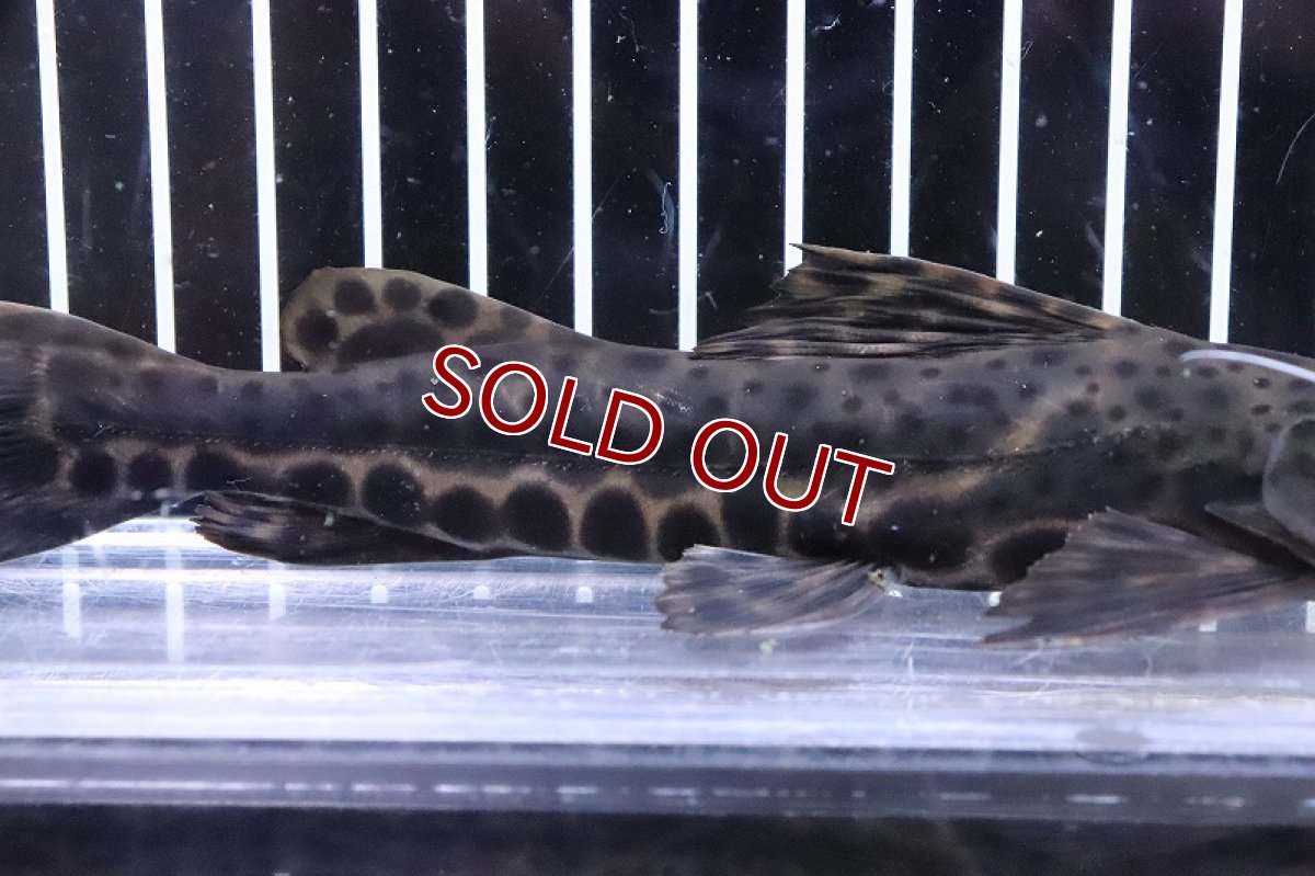 画像3: 【淡水魚】激レア ハイブリッド ピンタード×イエローバンドセルフィンsp【1匹 サンプル画像】(±18-20cm)(生体)(熱帯魚)NKO (3)