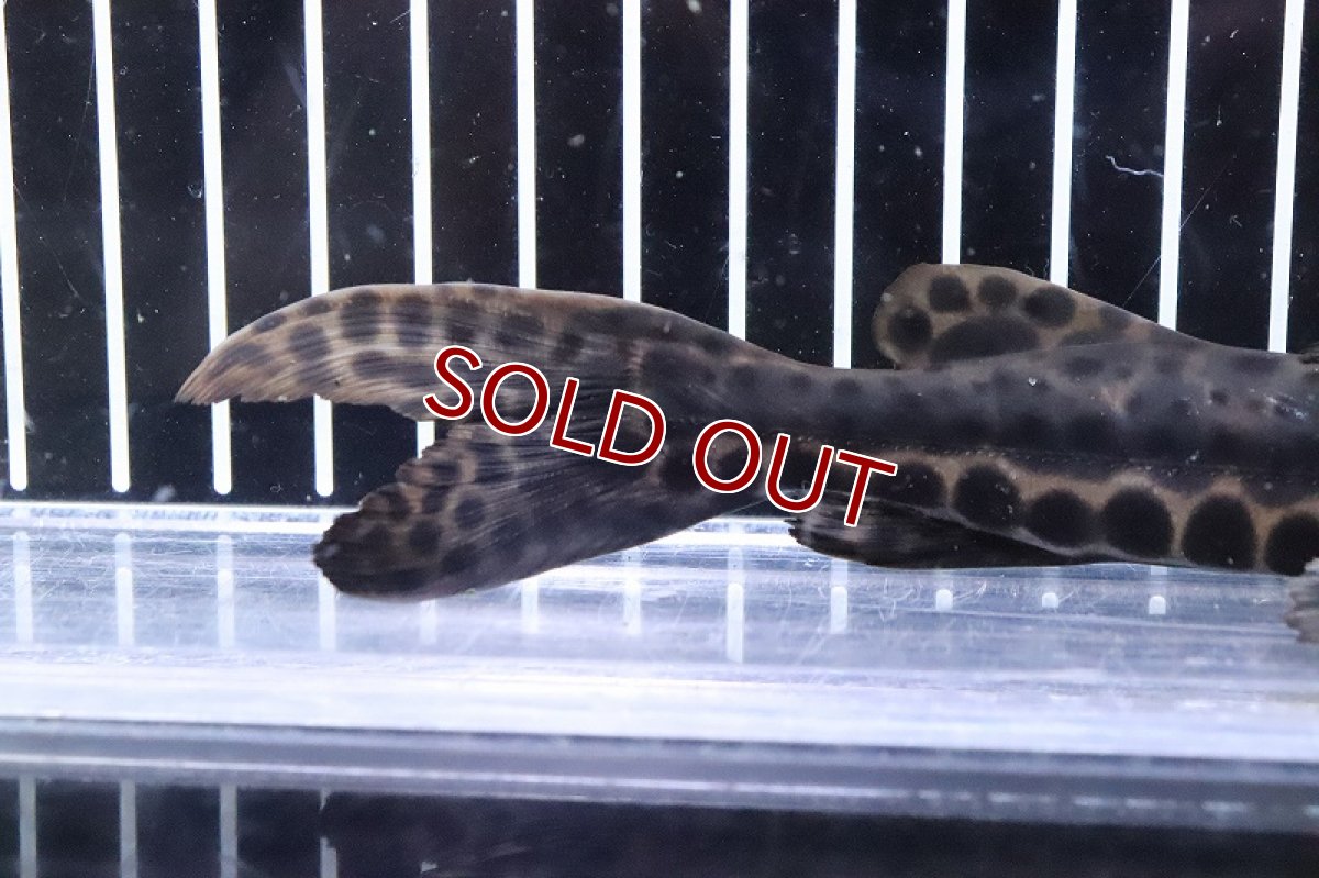 画像4: 【淡水魚】激レア ハイブリッド ピンタード×イエローバンドセルフィンsp【1匹 サンプル画像】(±18-20cm)(生体)(熱帯魚)NKO (4)