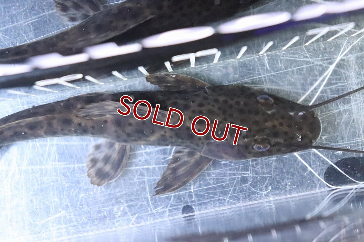 画像5: 【淡水魚】激レア ハイブリッド ピンタード×イエローバンドセルフィンsp【1匹 サンプル画像】(±18-20cm)(生体)(熱帯魚)NKO (5)