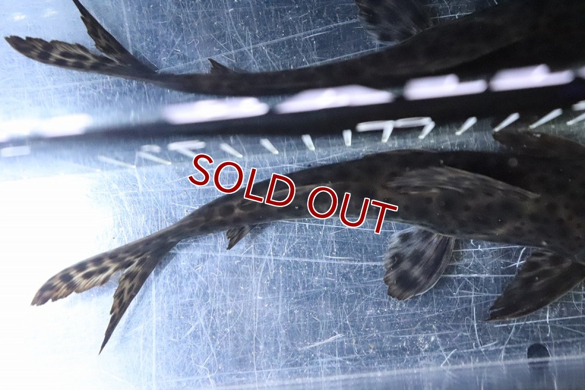 画像6: 【淡水魚】激レア ハイブリッド ピンタード×イエローバンドセルフィンsp【1匹 サンプル画像】(±18-20cm)(生体)(熱帯魚)NKO (6)