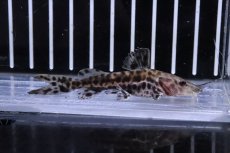 画像1: 【淡水魚】特価 大きめ ジャウーピンタード コロンビア産 ワイルド【1匹 サンプル画像】(±15-16cm)(大型魚)(生体)(熱帯魚)NKO (1)