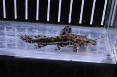 画像2: 【淡水魚】特価 大きめ ジャウーピンタード コロンビア産 ワイルド【1匹 サンプル画像】(±15-16cm)(大型魚)(生体)(熱帯魚)NKO (2)