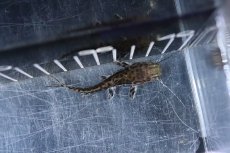 画像3: 【淡水魚】特価 大きめ ジャウーピンタード コロンビア産 ワイルド【1匹 サンプル画像】(±15-16cm)(大型魚)(生体)(熱帯魚)NKO (3)